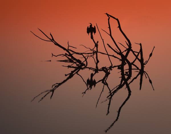 Photograph Karin De Winter The Branch on One Eyeland